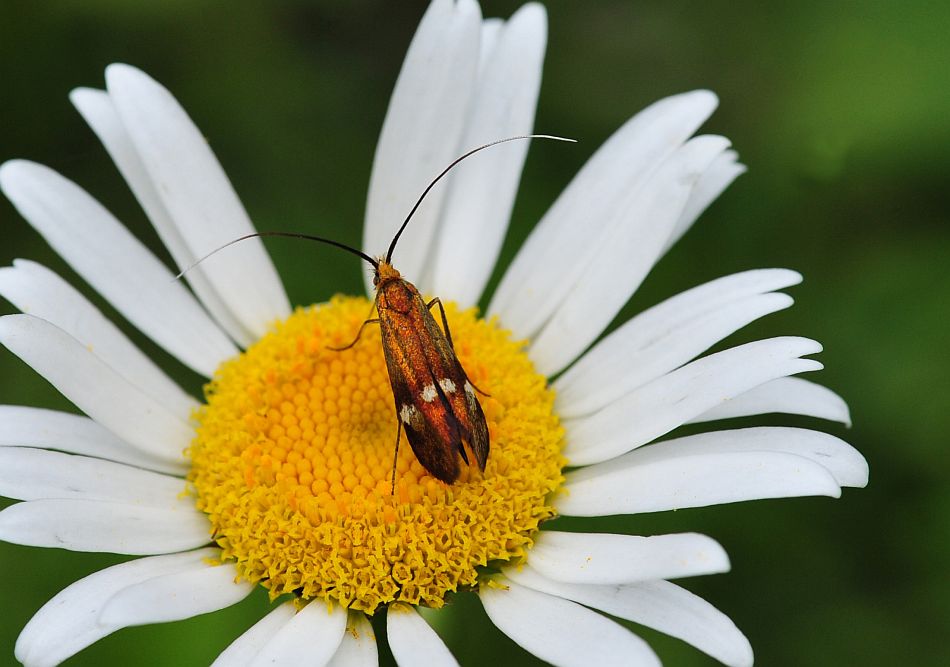 La vita in un fiore: terza parte